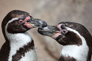 Humboldt Penguin allopreening