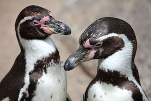 Pair of Humboldt Penguins allopreening