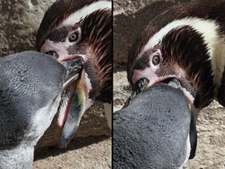 Close-up of provisioning of Humboldt Penguin Chick