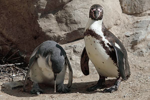 Juvenile Humboldt Penguin dribbling after being fed