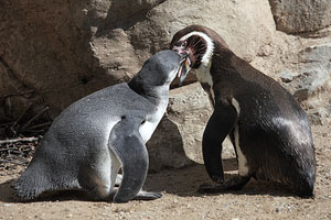 Humboldt Penguin feeding juvenile, Munich Zoo