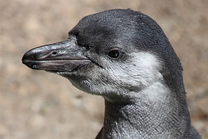 Portrait Juvenile Humboldt Penguin