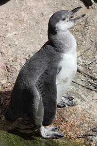 Juvenile Humboldt Penguin