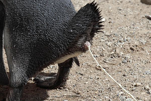 Juvenile Humboldt Penguin defacating
