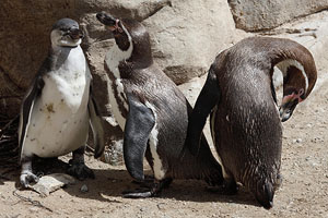 Humboldt penguin family, Munich Zoo