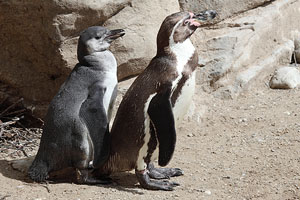Humboldt penguin with juvenile, Munich Zoo