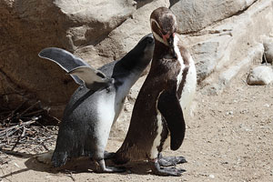 Juvenile Humboldt Penguin with preening adult