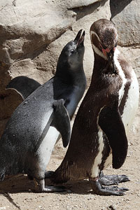 Stretching Juvenile Humboldt Penguin, Munich Zoo