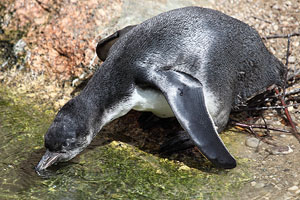 Juvenile Humboldt Penguin at waters edge 