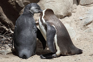 Adult and Juvenile Humboldt Penguins Allopreening