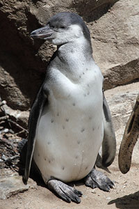 Juvenile Humboldt Penguin, Munich Zoo