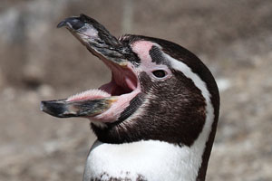 Lingual papillae on tongue of Humboldt Penguin, Munich Zoo