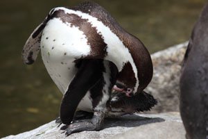Preening Humboldt Penguin, Munich Zoo