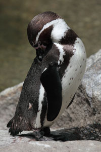 Preening Humboldt Penguin, Munich Zoo