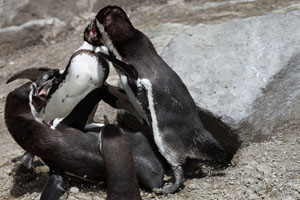 Aggressive interactions, fighting, Humboldt Penguins, Munich Zoo