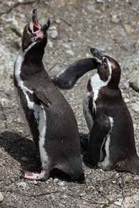 Ecstatic Display, Humboldt Penguins, Munich Zoo