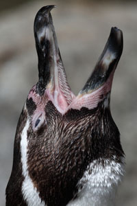Lingual papillae in mouth of Humboldt Penguin, Munich Zoo