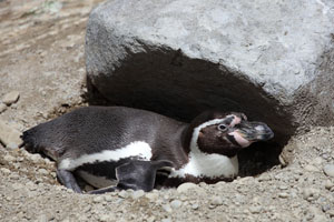 Nesting Humboldt Penguin under Rock, Munich Zoo
