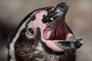 Lingual papillae in mouth of Humboldt Penguin, Munich Zoo