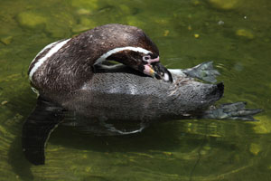 Preening Humboldt Penguin in water, Munich Zoo