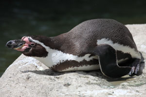 Resting Humboldt Penguin, Munich Zoo