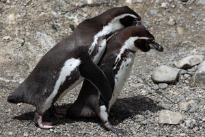 Courtship, copulation attempt, Humboldt Penguins, Munich Zoo