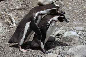Courtship, copulation attempt, Humboldt Penguins, Munich Zoo