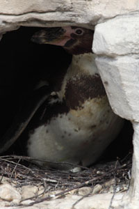 Humboldt penguin with egg inartificial nest cave, Munich Zoo