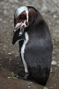 Preening Humboldt Penguins, Munich Zoo
