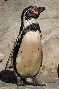 Injured Humboldt Penguin