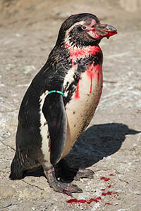 Heavily bleeding Humboldt Penguin injured during fight over nest site