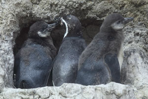 Breeding Humboldt Penguins, Munich Zoo