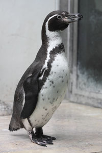 Humboldt Penguin, Munich Hellabrunn Zoo