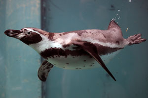 Swimming Diving Humboldt Penguin, Munich Zoo