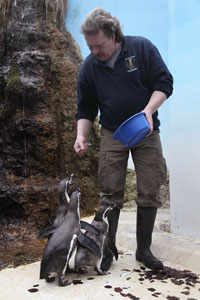 Humboldt Penguin Feeding Munich Zoo