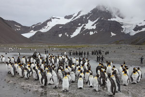 Group of Moulting King Penguins