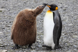 King Penguin Chick Begging