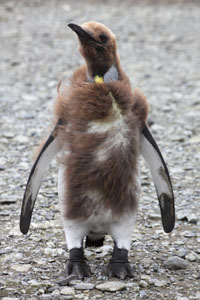 Moulting King Penguin Chick
