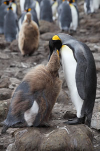King Penguin Provisioning Chick