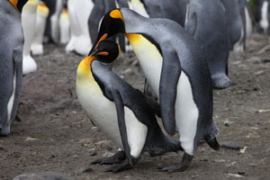 King Penguin Copulation