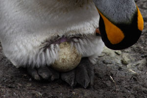 Incubating King Penguin - Note Brood Patch
