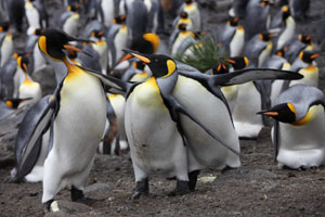 King Penguin Copulation Interrupted