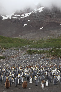 King Penguins, Right Whale Bay, S. Georgia