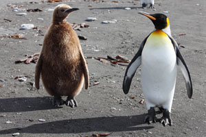 King Penguin Chick and Adult