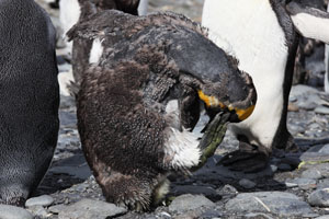 Moulting King Penguin Scratching Head