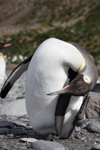 King Penguin Scratching Head
