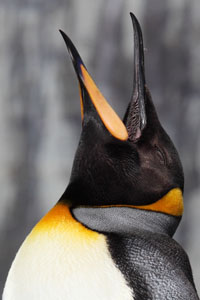 King Penguin Ecstatic Display