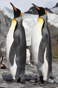 King Penguins Gold Harbour Glacier