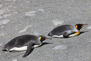 King Penguins Resting on Beach