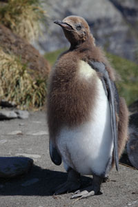 Moulting King Penguin Chick